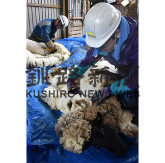 標茶町育成牧場で羊の毛刈り作業(2020-04-19)