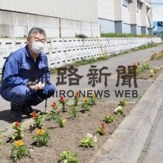 鳥取８丁目町内会、街路ますに花の苗植え(2020-05-23)
