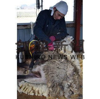 茶路めん羊牧場で毛刈り作業進む(2020-05-10)