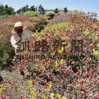 ４００本のツツジにつぼみ(2020-05-31)