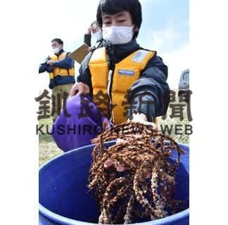 花咲稚ガニ７万５０００匹放流(2020-05-15)