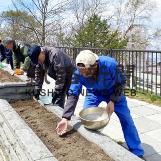 富士見坂花壇にキンレンカ種まき(2020-05-15)