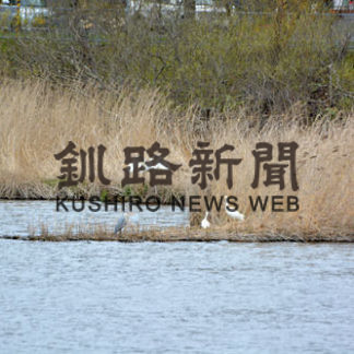 夏鳥飛来シーズン到来　春採湖、市民の目楽します(2020-05-08)