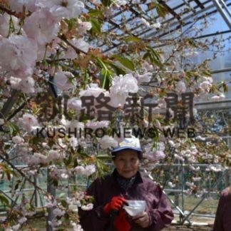 子野日公園内の桜　ユーチューブで公開(2020-05-03)