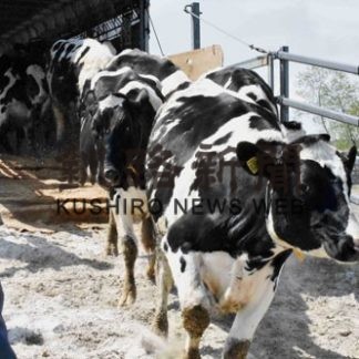 新野牧場に乳牛３４０頭一斉入牧(2020-05-21)