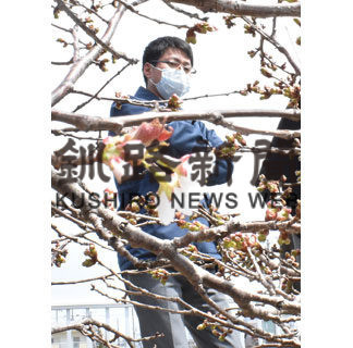 千島桜の観測開始(2020-05-08)