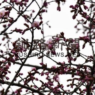 サクラ　終着釧路に、稚内と同時ゴール(2020-05-11)