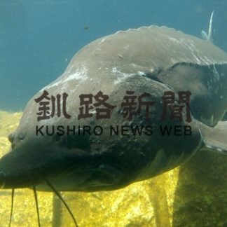 サーモン科学館、静かな営業再開(2020-05-30)