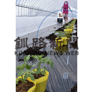 弟子屈の開成建設工業がミニトマトの苗植え作業(2020-05-12)