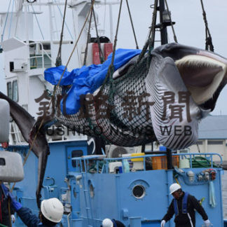 商業捕鯨　来月下旬に開始(2020-05-31)