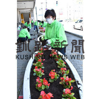 ベゴニアの花２００株植栽(2020-05-31)