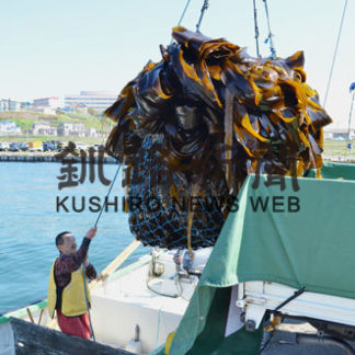 釧路でサオマエコンブ初水揚げ(2020-05-31)