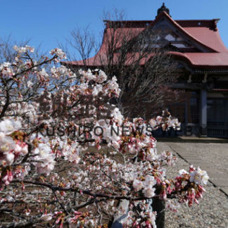 清隆寺の〝千島桜〟見頃に(2020-05-10)