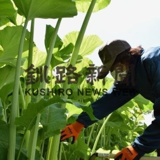 音別特産品フキ今年の販売本格化(2020-05-30)