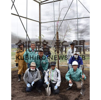 紅八重枝垂桜を移植、保護育成へ(2020-05-12)