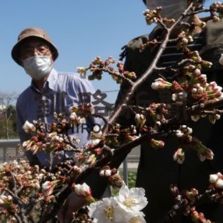 根室でサクラ開花宣言(2020-05-10)