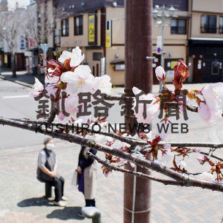 気温上昇　サクラほころぶ(2020-05-10)