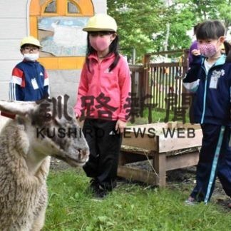 昭和小に新しい仲間　羊到着(2020-06-26)