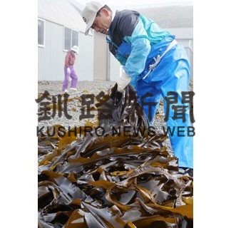 貝殻島コンブ漁解禁、水揚げ(2020-06-04)_2