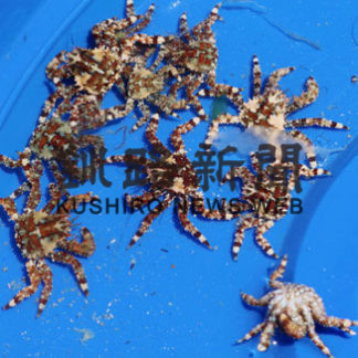 花咲稚ガニ追跡 過去最多１７３匹(2020-06-07)②