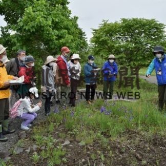 春採湖畔で草花ウオッチング(2020-06-21)