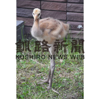 タンチョウのひな保護(2020-06-22)