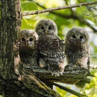 エゾフクロウひなすくすく　釧路管内の森(2020-06-21)