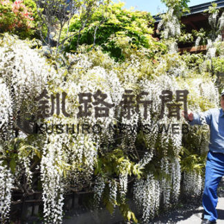 剣持さん宅、藤の花咲き誇る(2020-06-14)