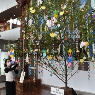 七夕気分楽しんで　釧路空港にヤナギの木(2020-06-28)