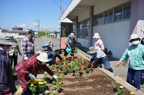 白糠駅前花壇に200株植栽(2020-06-19)