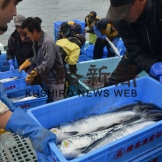 トキシラズ水揚げ好調　前年比３倍に(2020-06-19)