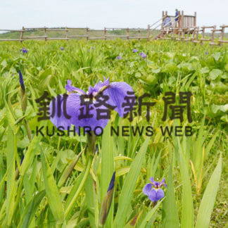 厚岸で初夏呼ぶアヤメ彩る(2020-06-14)