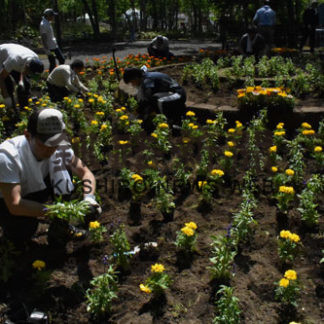 ベゴニアなど1200株植栽(2020-06-14)