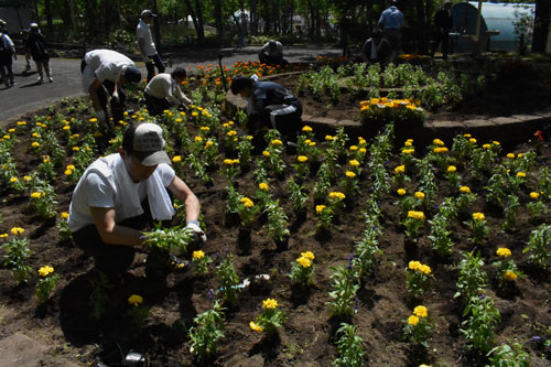 ベゴニアなど1200株植栽(2020-06-14)