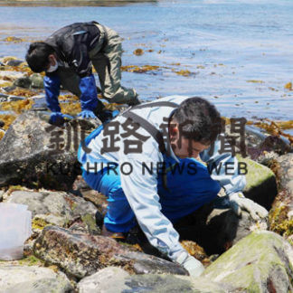 花咲稚ガニ追跡 過去最多１７３匹(2020-06-07)①