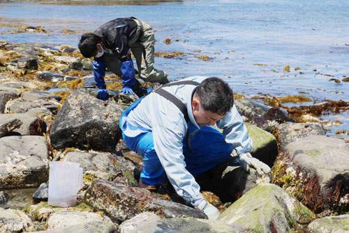 花咲稚ガニ追跡 過去最多173匹(2020-06-07)①
