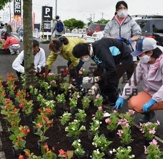 色とりどりのベゴニア国道３８号花壇に植栽(2020-06-24)