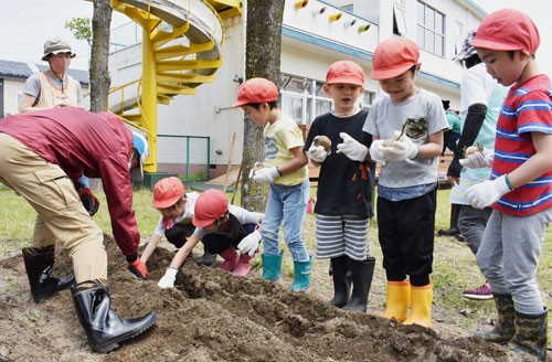 はるとり保育園でジャガイモ植え(2020-06-16)