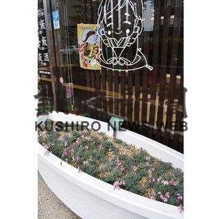 コマクサ、北大通彩る(2020-07-12)