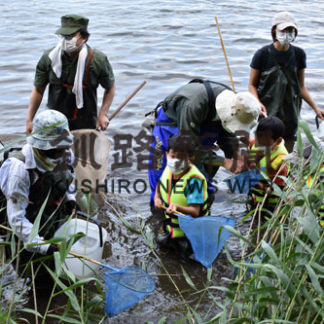 春採湖でマンシュウイトトンボのヤゴ採集(2020-07-14)