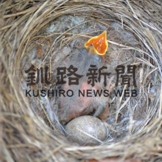 ハクセキレイ子育て奮闘中_1(2020-07-22)