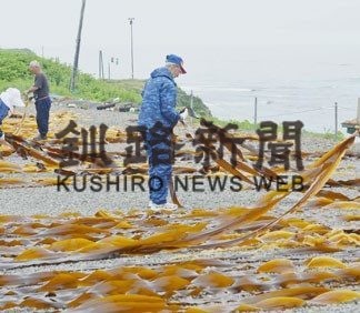 釧路管内で成コンブ漁始まる(2020-07-18)