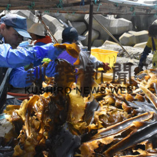 浜に活気、羅臼コンブ漁解禁　実入りまずまず　(2020-07-18)