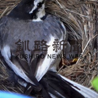 ハクセキレイ子育て奮闘中(2020-07-22)