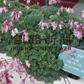 コマクサ、北大通彩る(2020-07-12)