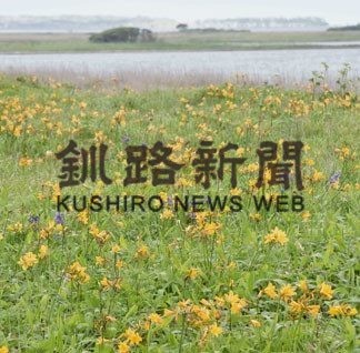 エゾカンゾウ鮮やかに(2020-07-05)