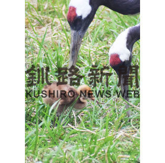 タンチョウひな誕生(2020-07-15)