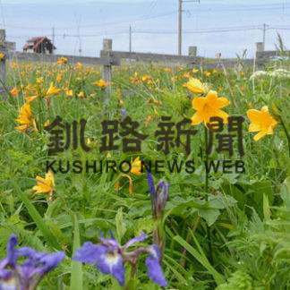 夏告げるエゾカンゾウ見ごろ　霧多布湿原(2020-07-04)