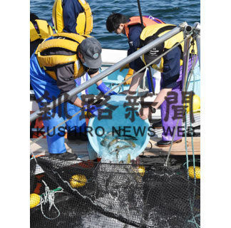 ベニザケ養殖２年目開始、稚魚をいけすに(2020-07-04)