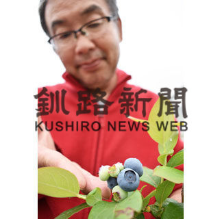 来月からブルーベリー狩り　白糠・驚きの森(2020-07-21)